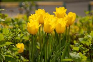 amarillo tulipanes en un flor cama. el tulipán brote en jardín. hermosa sencillo primavera flores floral antecedentes. a crecer plantas. jardinería. foto