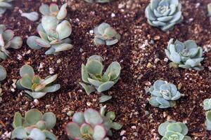 Grow Echeveria in a mini succulent garden. Green flower seedling. Succulent plant. Hobby floriculture. Floral background photo