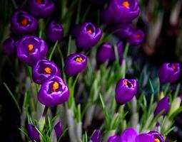 Violet crocus flower. Spring primrose in the garden - crocuses. Delicate bright bud. photo