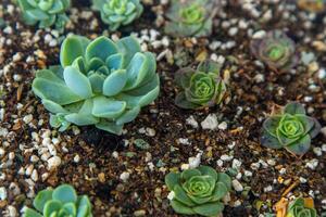 Grow Echeveria in a mini succulent garden. Green flower seedling. Succulent plant. Hobby floriculture. Floral background photo