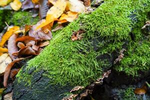 Green moss in the forest. photo