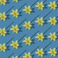 Flowers yellow nacissus background. White and yellow daffodil. Floral concept. photo