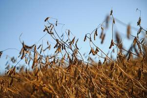 Soy field and ripe soy plants at sunrise. Soy agriculture photo