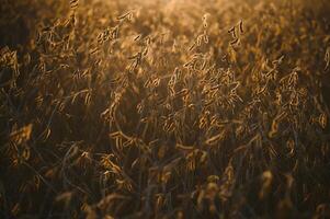 Ripe soybeans closeup, ready for harvest, shallow focus, agricultural background photo