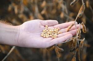 Glycine max. soy in hand. elite soybeans in the farmer's hand, holding his fingers. full pods of soybeans. autumn season. harvesting, autumn harvest, close-up, macro photo. photo