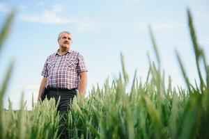 retrato de mayor granjero en pie en verde trigo campo. foto