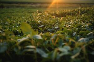 Soy field and soy plants in early morning light. Soy agriculture photo