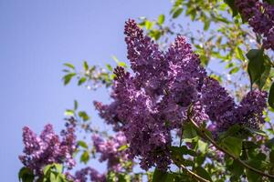 Flowering lilac bushes against a blue sky background. Natural pattern. photo