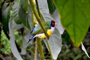 Colorful tropical parrot sitting on the branch. photo