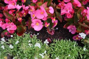 Pink flowers in the garden. Pink flowers pattern. photo