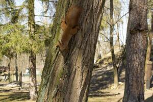 Funny red squirrel on trunck of tree. photo