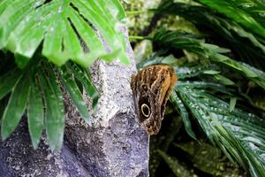 Beautiful butterfly on a green leaves. Tropical wildlife. Beautiful insects. Beauty of nature. Macro nature. photo