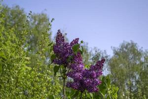 Flowering lilac bushes against a blue sky background. Natural pattern. photo