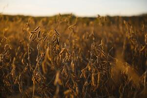 Soybean pods on the plantation at sunset. Agricultural photography. photo