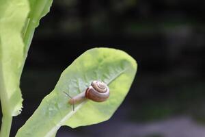 The snail on a leaf of lettuce. photo