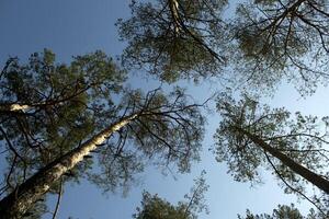 Spring forest landscape. photo