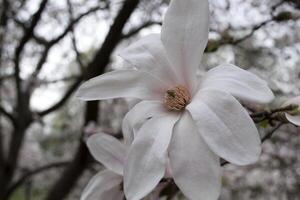 The blossom of rose magnolia macro. Magnolia blooming. photo
