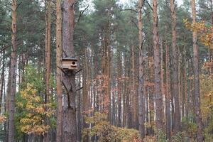 Birdhouse in coniferous forest. photo