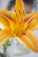 The orange lily near mirror. Flowers and mirror reflection. photo