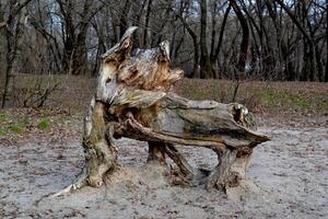 Envejecido ladrar de el árbol. antiguo madera. foto