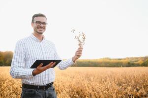 A farmer inspects a soybean field. The concept of the harvest. photo