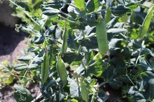 Green pea growing in the garden. photo