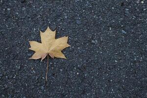 Yellow maple leaf on the asphalt. Autumn background with copy space. photo