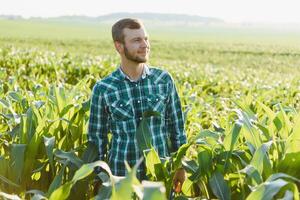 young farmer inspects a field of green corn. Agricultural industry. photo