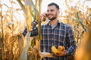 Farmer in field checking on corncobs photo