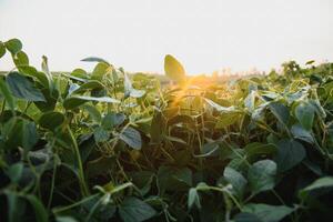 Soybean field, green field, agriculture landscape, field of soybean on a sunset sky background photo