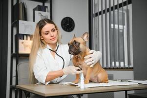 Female Vet Examining French Bulldog photo