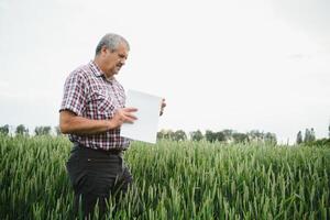 mayor hombre inspeccionando trigo en trigo campo foto