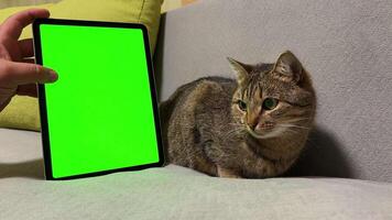 Modern gadget with green screen in male hand on the background of a cute tabby cat. video