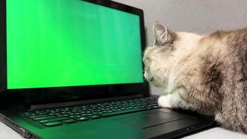 miope gato mira a un verde monitor. gris gato conductible un seminario web en un ordenador portátil con un verde pantalla. video