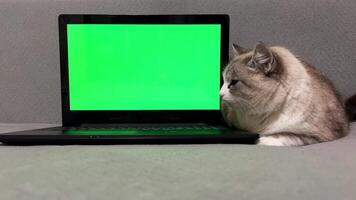 ordenador portátil con verde pantalla chromakey y mullido gato. mullido mascota cerca un verde monitor con publicidad espacio. video