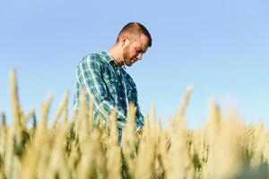 Happy mature technician checking the growth of the wheat for a quality control in a cereal field in summer photo