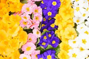 many beautiful colorful Kalanchoe in a greenhouse photo