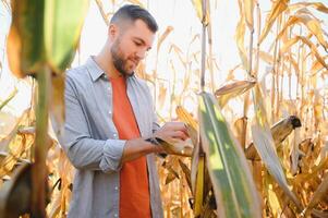 Farmer in field checking on corncobs photo