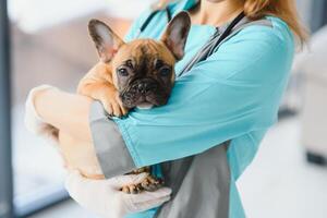 medicamento, mascota cuidado y personas concepto - cerca arriba de francés buldog perro y veterinario médico mano a veterinario clínica - imagen foto