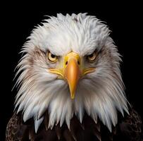 AI generated the male bald eagle photo