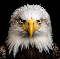 AI generated the male bald eagle photo