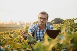 un granjero inspecciona un verde haba de soja campo. el concepto de el cosecha foto