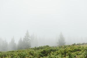 niebla que cubre los bosques de montaña foto