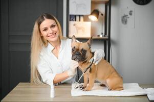 alegre joven veterinario tomando cuidado y examinando un hermosa mascota perro francés buldog foto