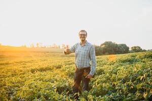 A farmer inspects a green soybean field. The concept of the harvest photo