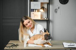 medicine, pet care and people concept - close up of french bulldog dog and veterinarian doctor hand at vet clinic photo