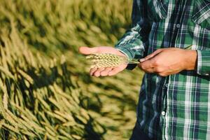 contento maduro técnico comprobación el crecimiento de el trigo para un calidad controlar en un cereal campo en verano foto