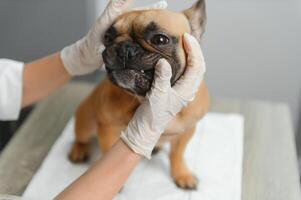 A veterinarian examines a dog. Selective focus on the dog. High quality photo