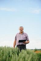 Senior farmer standing in wheat field holding tablet and examining crop during the day. photo