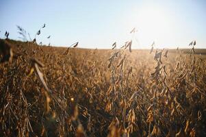 Ripe soybeans closeup, ready for harvest, shallow focus, agricultural background photo